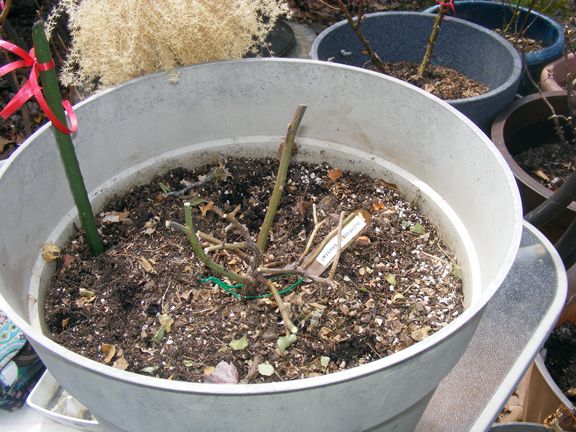 Duchesse de Brabant photo 2014_04240001_zpsd833f165.jpg